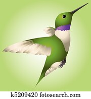 Hummingbird Hummingbird