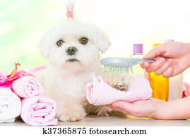 Little dog at spa Little dog at spa