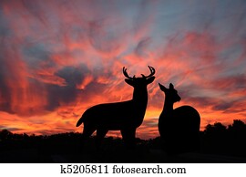 whitetail, dólar, &, corça, em, a, pôr do sol