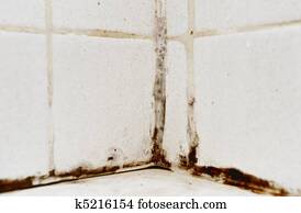 Black Mold Black Mold