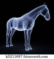 horse horse