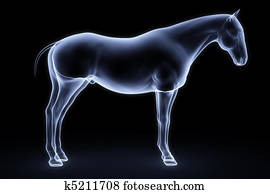 horse horse