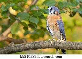North American Kestrel Bird