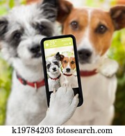 selfie dogs selfie dogs