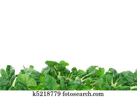 ירק ירוק, גבול