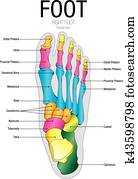 Chart of FOOT Dorsal view with parts name - Vector image