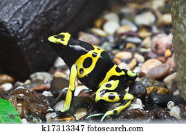 Dendrobates frog
