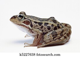 Frog. Frog.