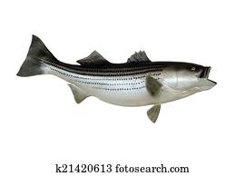 Stripe Bass Wall Mount Stripe Bass Wall Mount
