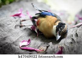 The cycle of life, death, birds The cycle of life, death, birds