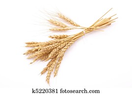 חיטה, אוזניים