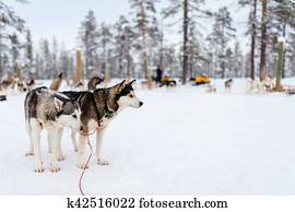 Husky safari Husky safari