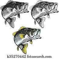 bass fish isolated bass fish isolated
