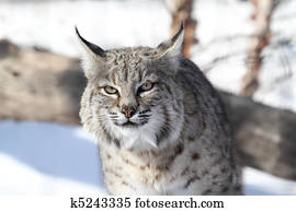 Bobcat (Lynx rufus) Bobcat (Lynx rufus)
