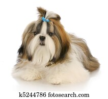 cute dog cute dog