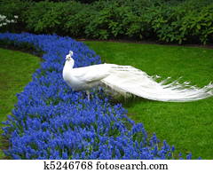 White Peacock White Peacock