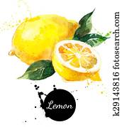 Hand drawn watercolor painting lemon on white background Hand drawn watercolor painting lemon on white background