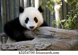 Young Panda Young Panda