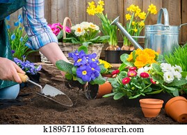 גנן, לשתול, פרחים