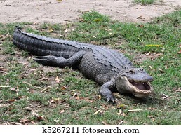 Alligator Alligator