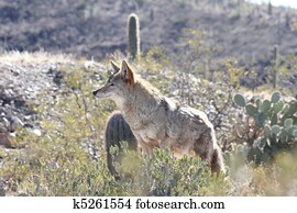 Coyote Coyote