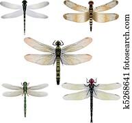 Five vector dragonflies Five vector dragonflies
