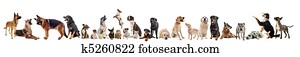 group of dogs and cats group of dogs and cats