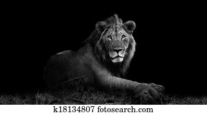 Lion Lion