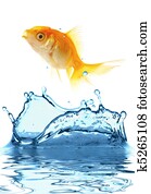 The gold small fish