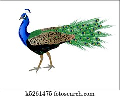 Vector Peacock Vector Peacock