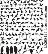 Waterfowl Waterfowl