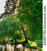 Willow Tree leaning on Spring Willow Tree leaning on Spring