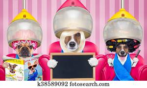 dog at the hairdressers or groomer dog at the hairdressers or groomer