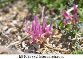 Illyric Montpellier Milk Vetch