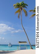 Palm Tree in the Bahamas