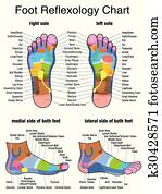 Reflexology Plantar Sole Profile Reflexology Plantar Sole Profile