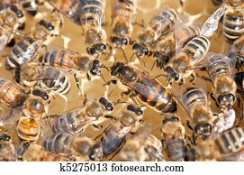 דבורה של מלכה