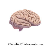 Brain Brain