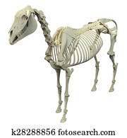 Horse Skeleton - Horse Equus Anatomy - isolated on white