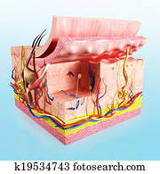 Human skin layer anatomy Human skin layer anatomy