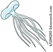 Jellyfish Jellyfish