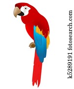 Parrot Parrot