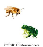 Pretty bee , Green frog with spots, spotted toad Pretty bee , Green frog with spots, spotted toad