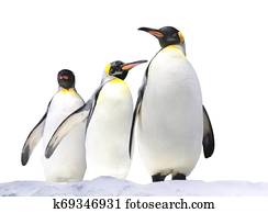 Three Emperor penguins on snow