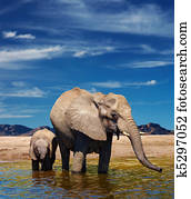 elefanten, an, bewässerung