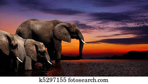 Elephant fantasy Elephant fantasy