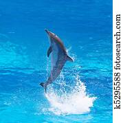 golfinho bottlenose