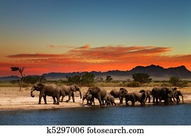 Herd of elephants in african savanna Herd of elephants in african savanna