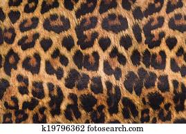 Leopard skin Leopard skin