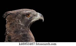Martial eagle portrait